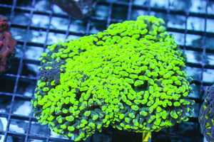 wholesale_coral - saltwater_fish saltwater_coral - rare corals - coralsdepot - Corals_Depot - live_corals - eye - catching - coral quality_marine_fish - quality - marine discoun