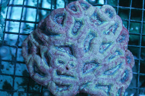 wholesale_coral - saltwater_fish saltwater_coral - rare corals - coralsdepot - Corals_Depot - live_corals - eye - catching - coral quality_marine_fish - quality - marine discoun