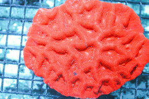 wholesale_coral - saltwater_fish saltwater_coral - rare corals - coralsdepot - Corals_Depot - live_corals - eye - catching - coral quality_marine_fish - quality - marine discoun