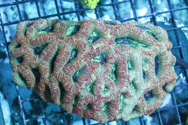 wholesale_coral - saltwater_fish saltwater_coral - rare corals - coralsdepot - Corals_Depot - live_corals - eye - catching - coral quality_marine_fish - quality - marine discoun