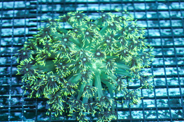 wholesale_coral - saltwater_fish saltwater_coral - rare corals - coralsdepot - Corals_Depot - live_corals - eye - catching - coral quality_marine_fish - quality - marine discoun