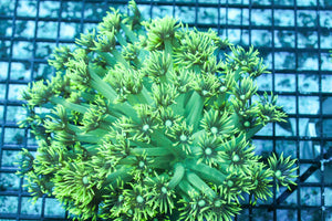 wholesale_coral - saltwater_fish saltwater_coral - rare corals - coralsdepot - Corals_Depot - live_corals - eye - catching - coral quality_marine_fish - quality - marine discoun