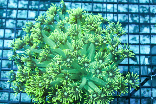 wholesale_coral - saltwater_fish saltwater_coral - rare corals - coralsdepot - Corals_Depot - live_corals - eye - catching - coral quality_marine_fish - quality - marine discoun