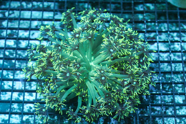 wholesale_coral - saltwater_fish saltwater_coral - rare corals - coralsdepot - Corals_Depot - live_corals - eye - catching - coral quality_marine_fish - quality - marine discoun