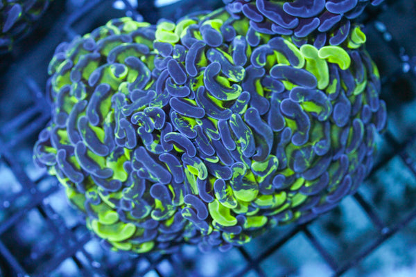 wholesale_coral - saltwater_fish saltwater_coral - rare corals - coralsdepot - Corals_Depot - live_corals - eye - catching - coral quality_marine_fish - quality - marine discoun