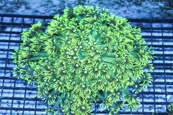 wholesale_coral - saltwater_fish saltwater_coral - rare corals - coralsdepot - Corals_Depot - live_corals - eye - catching - coral quality_marine_fish - quality - marine discoun