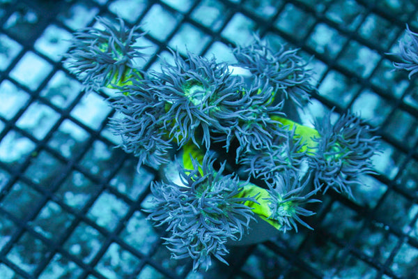 wholesale_coral - saltwater_fish saltwater_coral - rare corals - coralsdepot - Corals_Depot - live_corals - eye - catching - coral quality_marine_fish - quality - marine discoun