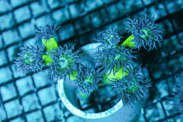 wholesale_coral - saltwater_fish saltwater_coral - rare corals - coralsdepot - Corals_Depot - live_corals - eye - catching - coral quality_marine_fish - quality - marine discoun