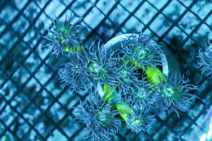 wholesale_coral - saltwater_fish saltwater_coral - rare corals - coralsdepot - Corals_Depot - live_corals - eye - catching - coral quality_marine_fish - quality - marine discoun