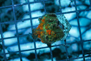 wholesale_coral - saltwater_fish saltwater_coral - rare corals - coralsdepot - Corals_Depot - live_corals - eye - catching - coral quality_marine_fish - quality - marine discoun