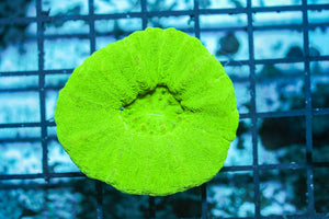 wholesale_coral - saltwater_fish saltwater_coral - rare corals - coralsdepot - Corals_Depot - live_corals - eye - catching - coral quality_marine_fish - quality - marine discoun