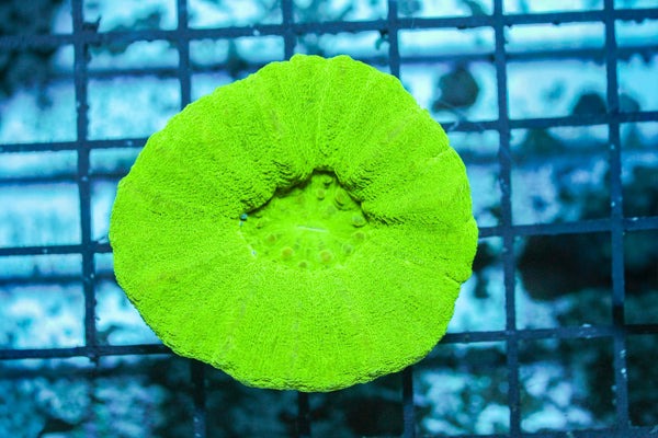 wholesale_coral - saltwater_fish saltwater_coral - rare corals - coralsdepot - Corals_Depot - live_corals - eye - catching - coral quality_marine_fish - quality - marine discoun