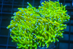 wholesale_coral - saltwater_fish saltwater_coral - rare corals - coralsdepot - Corals_Depot - live_corals - eye - catching - coral quality_marine_fish - quality - marine discoun