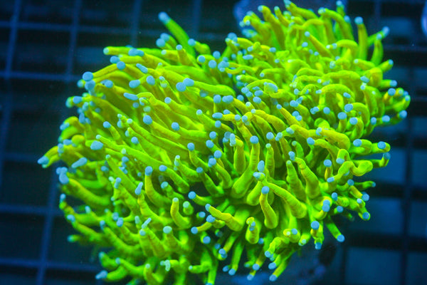 wholesale_coral - saltwater_fish saltwater_coral - rare corals - coralsdepot - Corals_Depot - live_corals - eye - catching - coral quality_marine_fish - quality - marine discoun