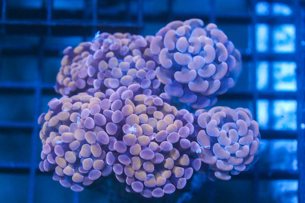 wholesale_coral - saltwater_fish saltwater_coral - rare corals - coralsdepot - Corals_Depot - live_corals - eye - catching - coral quality_marine_fish - quality - marine discoun