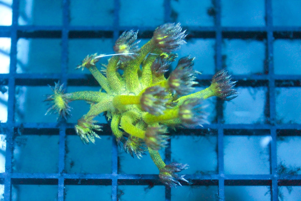 wholesale_coral - saltwater_fish saltwater_coral - rare corals - coralsdepot - Corals_Depot - live_corals - eye - catching - coral quality_marine_fish - quality - marine discoun