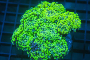 wholesale_coral - saltwater_fish saltwater_coral - rare corals - coralsdepot - Corals_Depot - live_corals - eye - catching - coral quality_marine_fish - quality - marine discoun