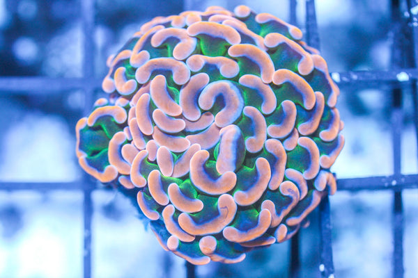 wholesale_coral - saltwater_fish saltwater_coral - rare corals - coralsdepot - Corals_Depot - live_corals - eye - catching - coral quality_marine_fish - quality - marine discoun