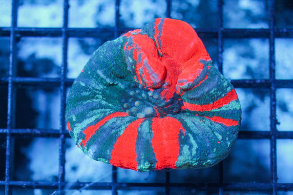 wholesale_coral - saltwater_fish saltwater_coral - rare corals - coralsdepot - Corals_Depot - live_corals - eye - catching - coral quality_marine_fish - quality - marine discoun