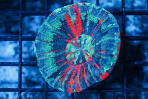 wholesale_coral - saltwater_fish saltwater_coral - rare corals - coralsdepot - Corals_Depot - live_corals - eye - catching - coral quality_marine_fish - quality - marine discoun