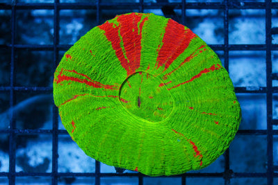 wholesale_coral - saltwater_fish saltwater_coral - rare corals - coralsdepot - Corals_Depot - live_corals - eye - catching - coral quality_marine_fish - quality - marine discoun