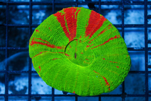 wholesale_coral - saltwater_fish saltwater_coral - rare corals - coralsdepot - Corals_Depot - live_corals - eye - catching - coral quality_marine_fish - quality - marine discoun