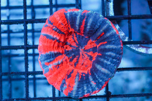 wholesale_coral - saltwater_fish saltwater_coral - rare corals - coralsdepot - Corals_Depot - live_corals - eye - catching - coral quality_marine_fish - quality - marine discoun