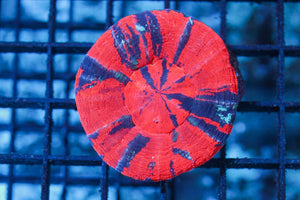 wholesale_coral - saltwater_fish saltwater_coral - rare corals - coralsdepot - Corals_Depot - live_corals - eye - catching - coral quality_marine_fish - quality - marine discoun