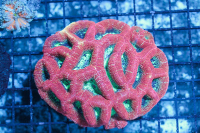 wholesale_coral - saltwater_fish saltwater_coral - rare corals - coralsdepot - Corals_Depot - live_corals - eye - catching - coral quality_marine_fish - quality - marine discoun