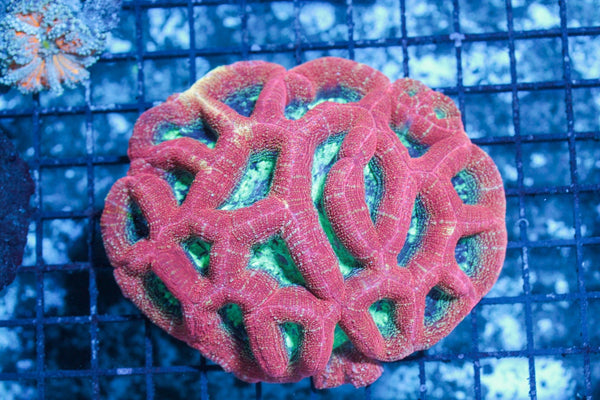 wholesale_coral - saltwater_fish saltwater_coral - rare corals - coralsdepot - Corals_Depot - live_corals - eye - catching - coral quality_marine_fish - quality - marine discoun