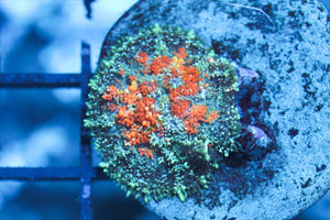 wholesale_coral - saltwater_fish saltwater_coral - rare corals - coralsdepot - Corals_Depot - live_corals - eye - catching - coral quality_marine_fish - quality - marine discoun