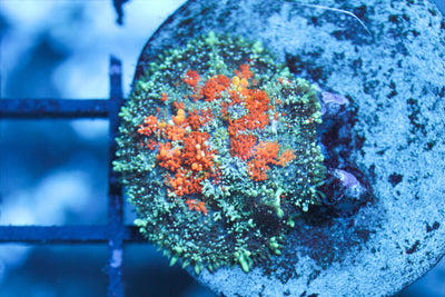 wholesale_coral - saltwater_fish saltwater_coral - rare corals - coralsdepot - Corals_Depot - live_corals - eye - catching - coral quality_marine_fish - quality - marine discoun