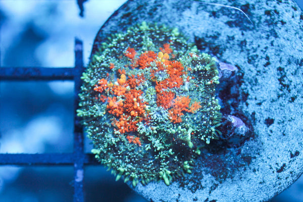 wholesale_coral - saltwater_fish saltwater_coral - rare corals - coralsdepot - Corals_Depot - live_corals - eye - catching - coral quality_marine_fish - quality - marine discoun