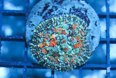 wholesale_coral - saltwater_fish saltwater_coral - rare corals - coralsdepot - Corals_Depot - live_corals - eye - catching - coral quality_marine_fish - quality - marine discoun