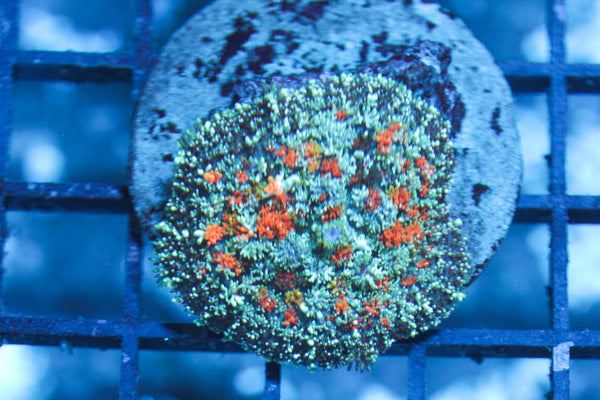 wholesale_coral - saltwater_fish saltwater_coral - rare corals - coralsdepot - Corals_Depot - live_corals - eye - catching - coral quality_marine_fish - quality - marine discoun