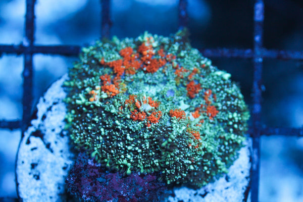 wholesale_coral - saltwater_fish saltwater_coral - rare corals - coralsdepot - Corals_Depot - live_corals - eye - catching - coral quality_marine_fish - quality - marine discoun