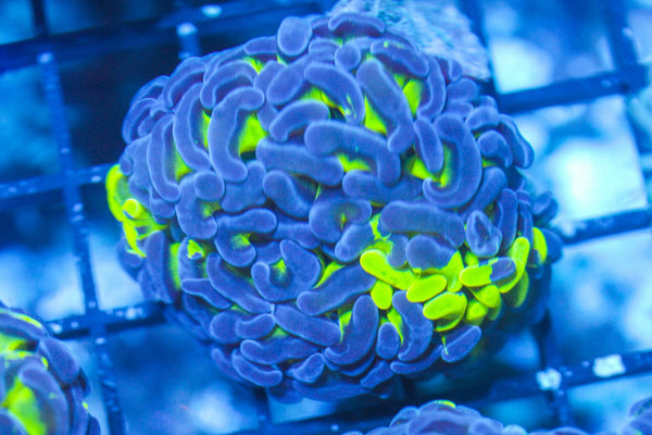 wholesale_coral - saltwater_fish saltwater_coral - rare corals - coralsdepot - Corals_Depot - live_corals - eye - catching - coral quality_marine_fish - quality - marine discoun