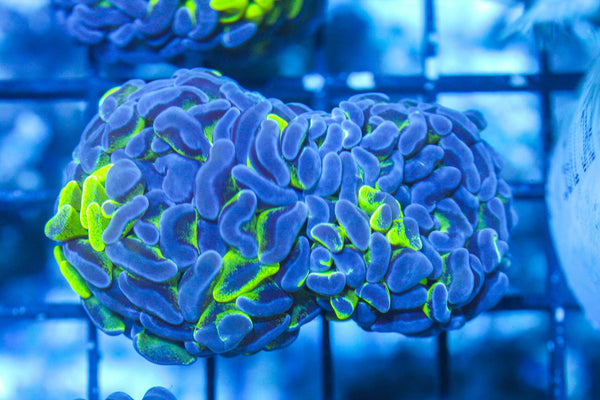 wholesale_coral - saltwater_fish saltwater_coral - rare corals - coralsdepot - Corals_Depot - live_corals - eye - catching - coral quality_marine_fish - quality - marine discoun