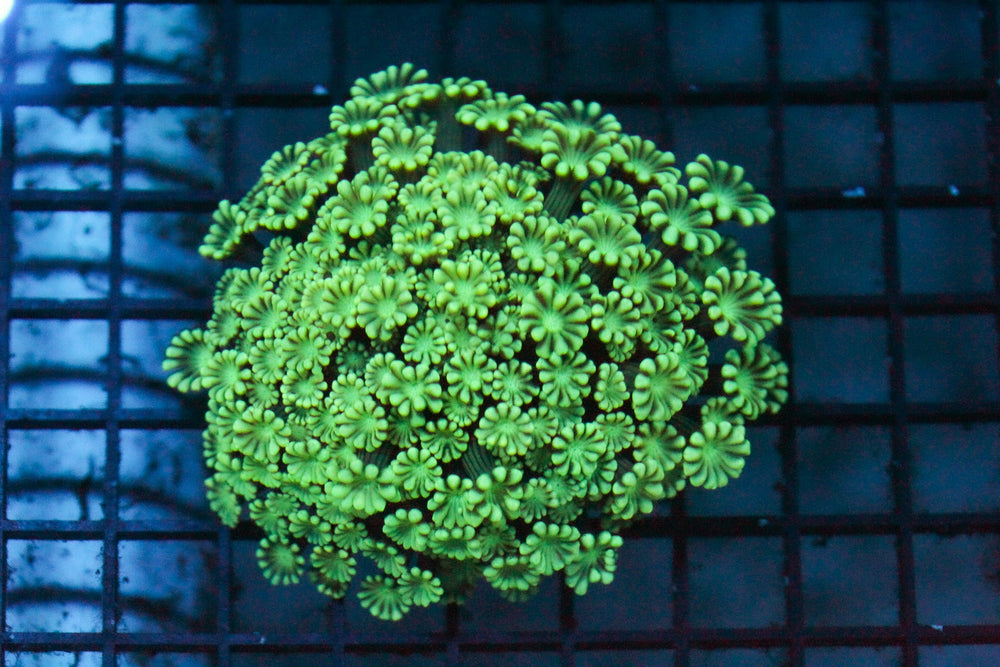 wholesale_coral - saltwater_fish saltwater_coral - rare corals - coralsdepot - Corals_Depot - live_corals - eye - catching - coral quality_marine_fish - quality - marine discoun