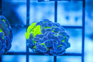 wholesale_coral - saltwater_fish saltwater_coral - rare corals - coralsdepot - Corals_Depot - live_corals - eye - catching - coral quality_marine_fish - quality - marine discoun