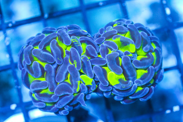 wholesale_coral - saltwater_fish saltwater_coral - rare corals - coralsdepot - Corals_Depot - live_corals - eye - catching - coral quality_marine_fish - quality - marine discoun