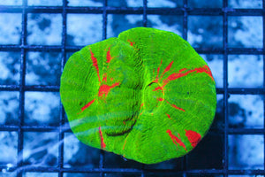 wholesale_coral - saltwater_fish saltwater_coral - rare corals - coralsdepot - Corals_Depot - live_corals - eye - catching - coral quality_marine_fish - quality - marine discoun
