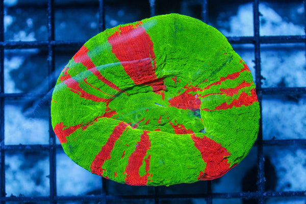 wholesale_coral - saltwater_fish saltwater_coral - rare corals - coralsdepot - Corals_Depot - live_corals - eye - catching - coral quality_marine_fish - quality - marine discoun