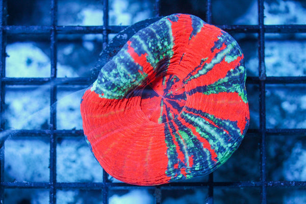 wholesale_coral - saltwater_fish saltwater_coral - rare corals - coralsdepot - Corals_Depot - live_corals - eye - catching - coral quality_marine_fish - quality - marine discoun
