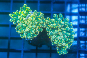 wholesale_coral - saltwater_fish saltwater_coral - rare corals - coralsdepot - Corals_Depot - live_corals - eye - catching - coral quality_marine_fish - quality - marine discoun