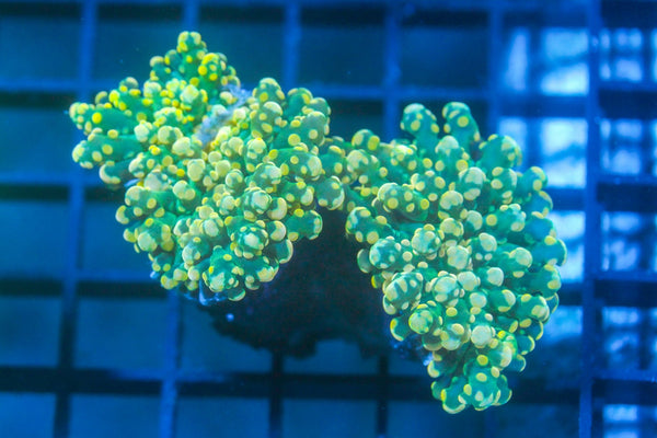 wholesale_coral - saltwater_fish saltwater_coral - rare corals - coralsdepot - Corals_Depot - live_corals - eye - catching - coral quality_marine_fish - quality - marine discoun