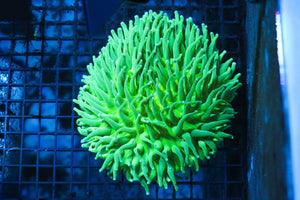 wholesale_coral - saltwater_fish saltwater_coral - rare corals - coralsdepot - Corals_Depot - live_corals - eye - catching - coral quality_marine_fish - quality - marine discoun