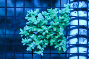 wholesale_coral - saltwater_fish saltwater_coral - rare corals - coralsdepot - Corals_Depot - live_corals - eye - catching - coral quality_marine_fish - quality - marine discoun