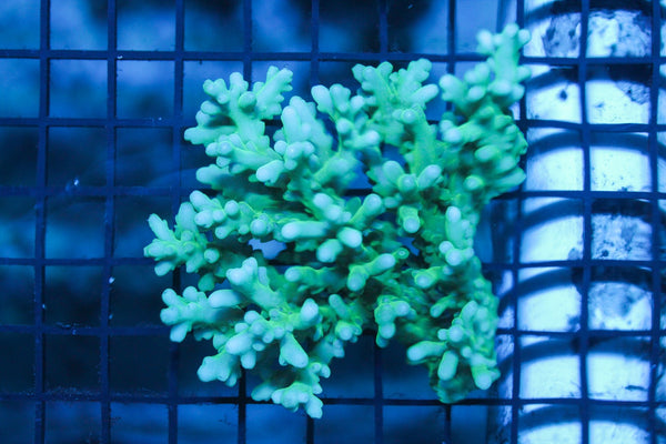 wholesale_coral - saltwater_fish saltwater_coral - rare corals - coralsdepot - Corals_Depot - live_corals - eye - catching - coral quality_marine_fish - quality - marine discoun