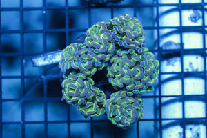 wholesale_coral - saltwater_fish saltwater_coral - rare corals - coralsdepot - Corals_Depot - live_corals - eye - catching - coral quality_marine_fish - quality - marine discoun